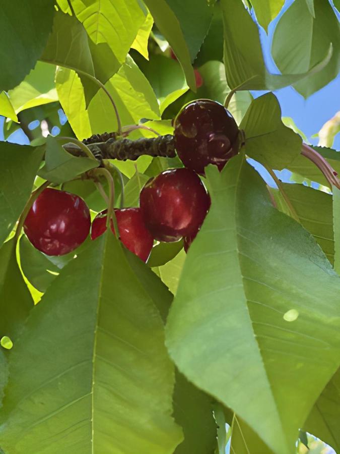 Willa Gite Les Feuilles De Chene Carpentras Zewnętrze zdjęcie